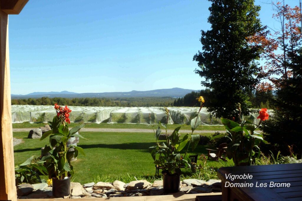 Visite de vignobles