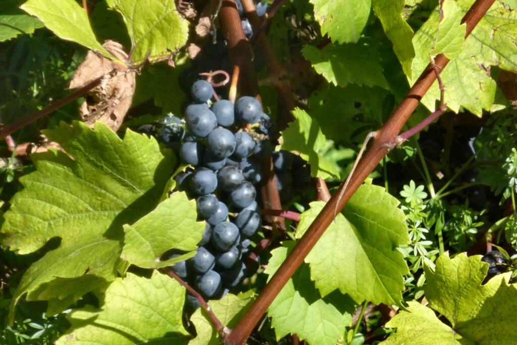 Visite de vignobles